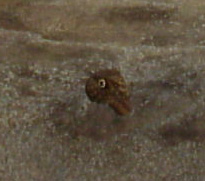 Mvc-566x.jpg (15331 bytes)