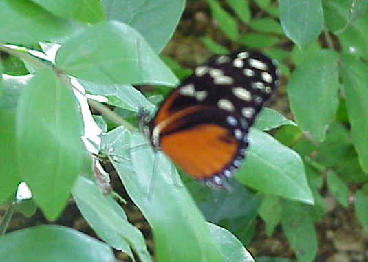 Mvc-581x.jpg (80611 bytes)