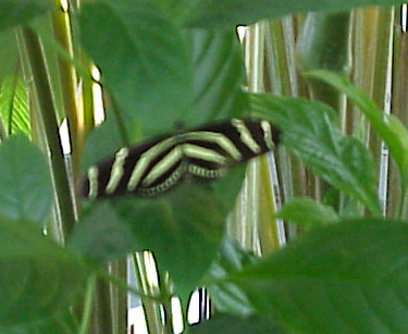 Mvc-582x.jpg (49494 bytes)