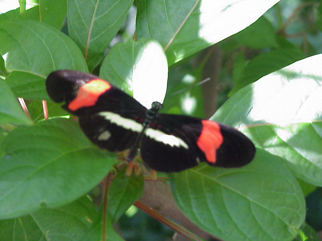 Mvc-588x.jpg (98023 bytes)