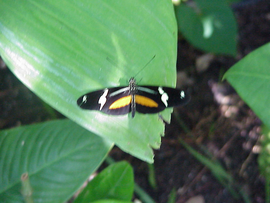 Mvc-590x.jpg (98023 bytes)